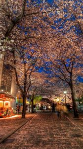 Preview wallpaper city, alley, trees, night, park, hdr