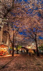 Preview wallpaper city, alley, trees, night, park, hdr