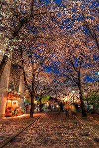 Preview wallpaper city, alley, trees, night, park, hdr