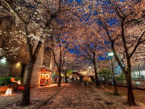 Preview wallpaper city, alley, trees, night, park, hdr