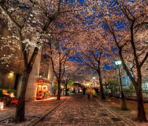 Preview wallpaper city, alley, trees, night, park, hdr