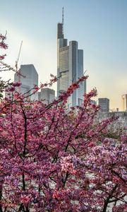 Preview wallpaper city, bloom, tree, building