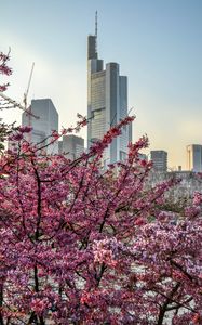 Preview wallpaper city, bloom, tree, building