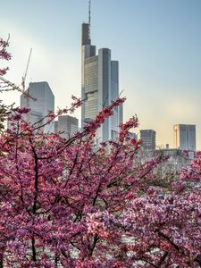 Preview wallpaper city, bloom, tree, building