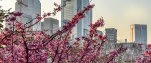 Preview wallpaper city, bloom, tree, building
