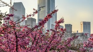 Preview wallpaper city, bloom, tree, building