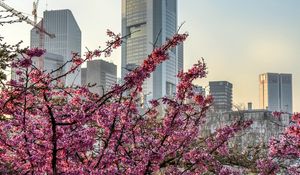 Preview wallpaper city, bloom, tree, building