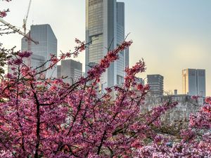 Preview wallpaper city, bloom, tree, building
