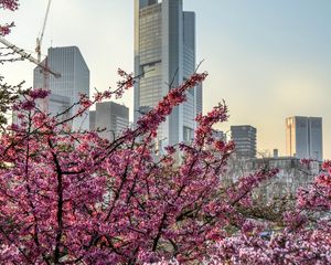 Preview wallpaper city, bloom, tree, building