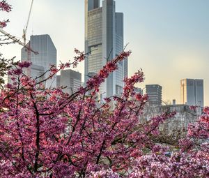 Preview wallpaper city, bloom, tree, building