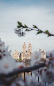 Preview wallpaper city, buildings, cherry, flowers, branches, spring