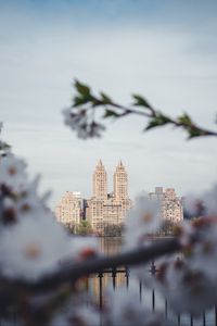 Preview wallpaper city, buildings, cherry, flowers, branches, spring