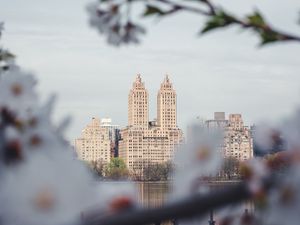 Preview wallpaper city, buildings, cherry, flowers, branches, spring