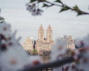 Preview wallpaper city, buildings, cherry, flowers, branches, spring