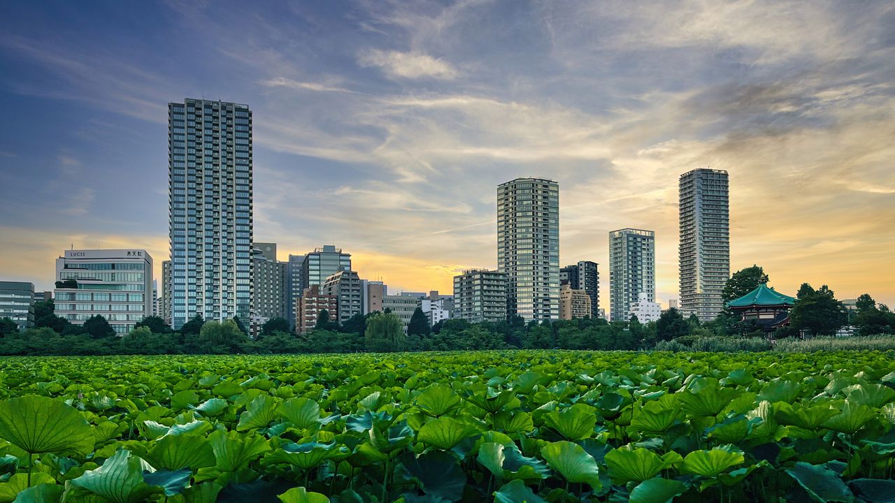 Wallpaper city, buildings, field, leaves, twilight
