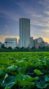Preview wallpaper city, buildings, field, leaves, twilight