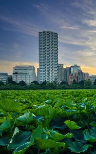 Preview wallpaper city, buildings, field, leaves, twilight