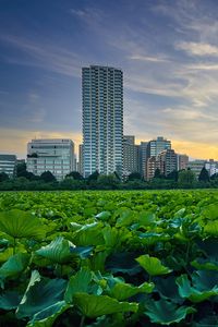 Preview wallpaper city, buildings, field, leaves, twilight