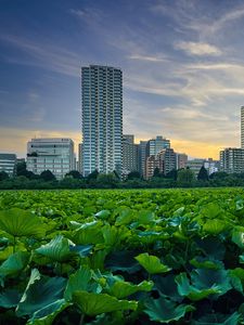 Preview wallpaper city, buildings, field, leaves, twilight