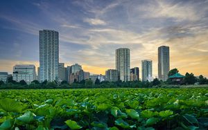Preview wallpaper city, buildings, field, leaves, twilight
