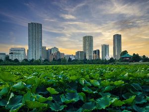 Preview wallpaper city, buildings, field, leaves, twilight