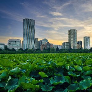 Preview wallpaper city, buildings, field, leaves, twilight