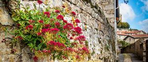 Preview wallpaper city, buildings, wall, street, lantern, flowers