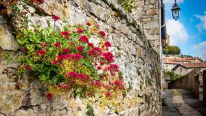 Preview wallpaper city, buildings, wall, street, lantern, flowers