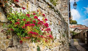 Preview wallpaper city, buildings, wall, street, lantern, flowers