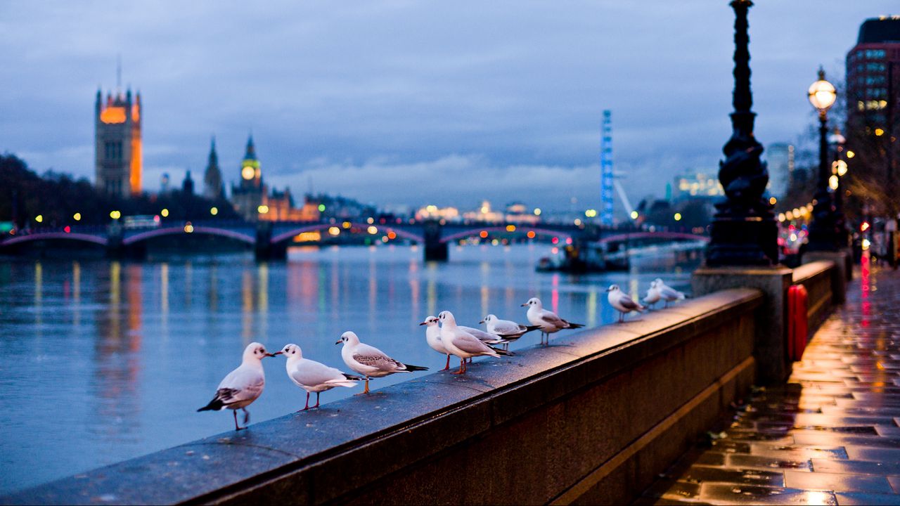 Wallpaper city, london, england, street, river, gulls, lamps, light, bokeh