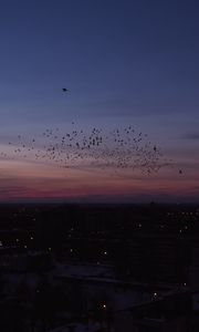 Preview wallpaper city, night, birds, flock