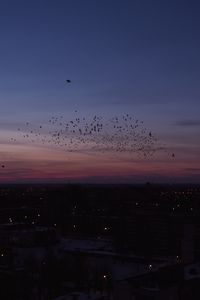 Preview wallpaper city, night, birds, flock