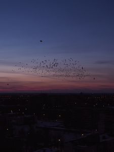 Preview wallpaper city, night, birds, flock