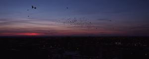 Preview wallpaper city, night, birds, flock