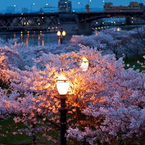 Preview wallpaper city, spring, night, evening, lights, bridges, river, park, trees, flower, color