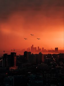 Preview wallpaper city, sunset, aerial view, dusk, buildings, birds