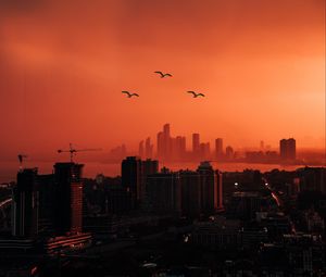 Preview wallpaper city, sunset, aerial view, dusk, buildings, birds