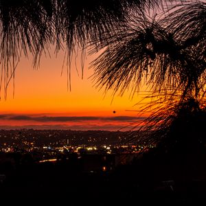 Preview wallpaper city, sunset, branches, tree