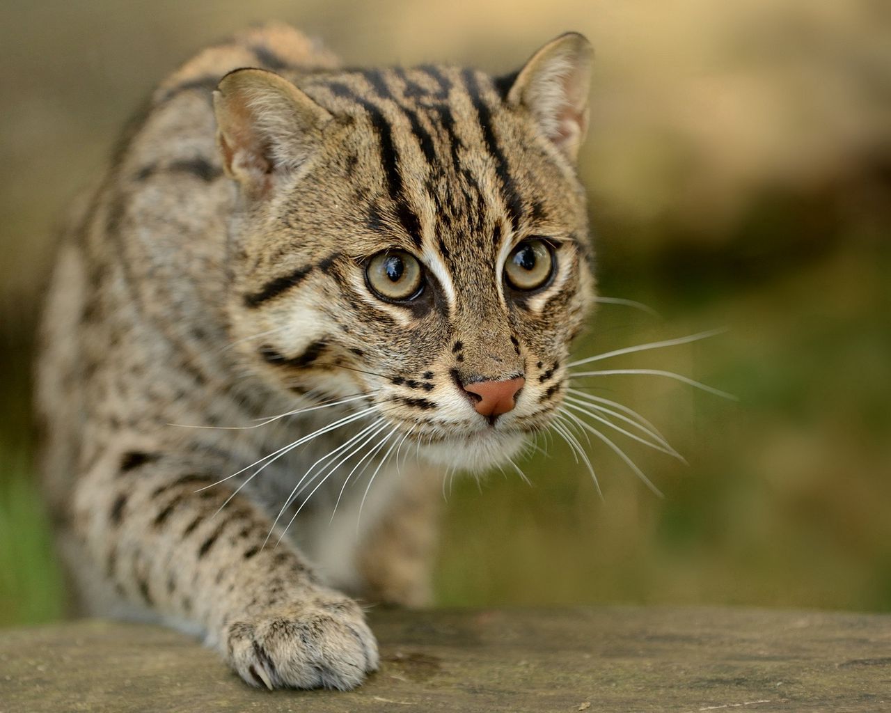 Download wallpaper 1280x1024 civet cat, fishing cat, fishing cat asian ...