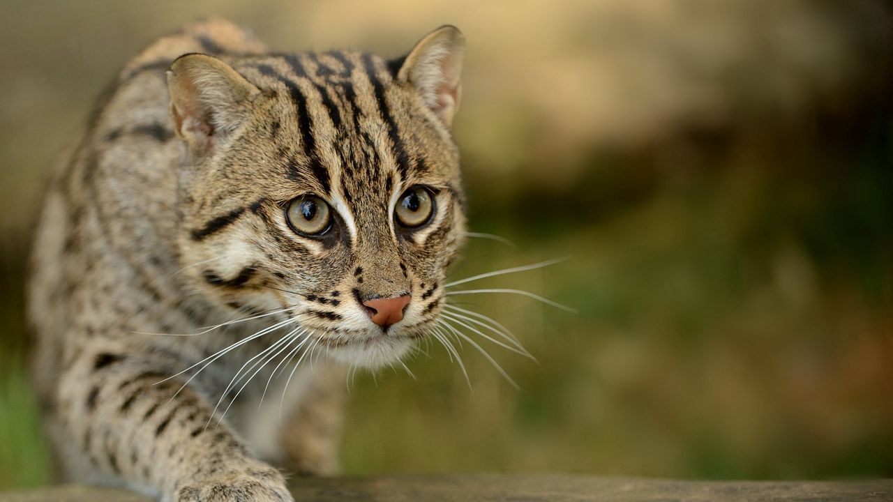 Wallpaper civet cat, fishing cat, fishing cat asian, view, wild hd ...