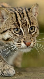 Preview wallpaper civet cat, fishing cat, fishing cat asian, view, wild