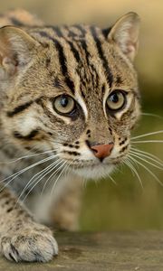 Preview wallpaper civet cat, fishing cat, fishing cat asian, view, wild