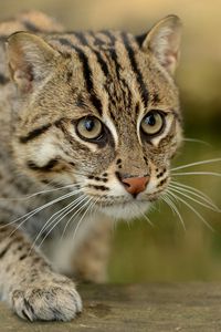 Preview wallpaper civet cat, fishing cat, fishing cat asian, view, wild