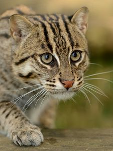 Preview wallpaper civet cat, fishing cat, fishing cat asian, view, wild