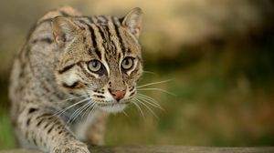 Preview wallpaper civet cat, fishing cat, fishing cat asian, view, wild