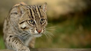 Preview wallpaper civet cat, fishing cat, fishing cat asian, view, wild