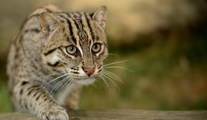 Preview wallpaper civet cat, fishing cat, fishing cat asian, view, wild