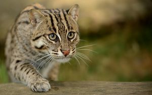 Preview wallpaper civet cat, fishing cat, fishing cat asian, view, wild