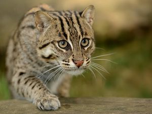 Preview wallpaper civet cat, fishing cat, fishing cat asian, view, wild