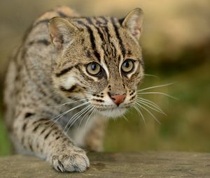 Preview wallpaper civet cat, fishing cat, fishing cat asian, view, wild